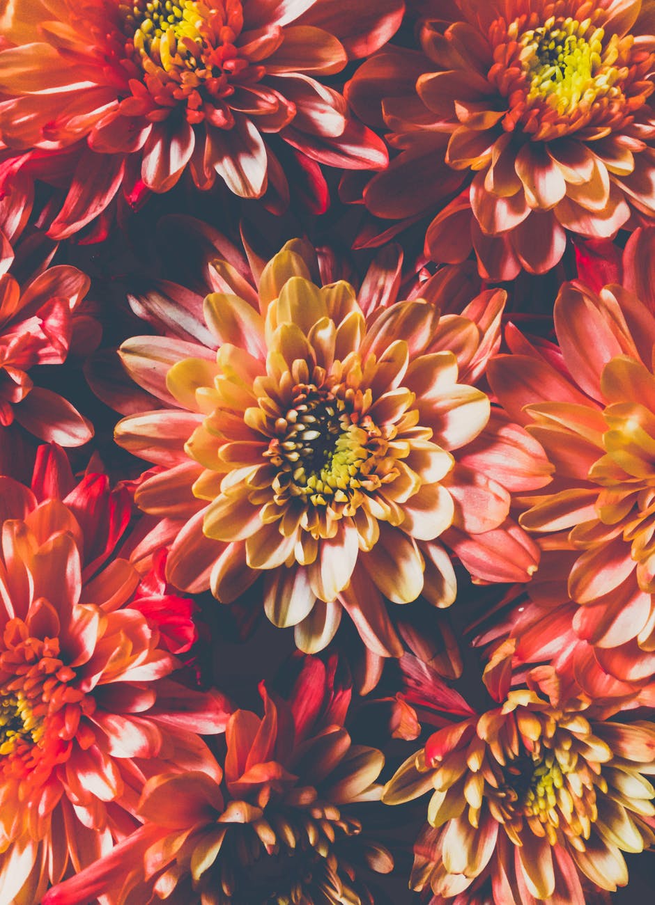 orange chrysanthemum flowers in closeup photo